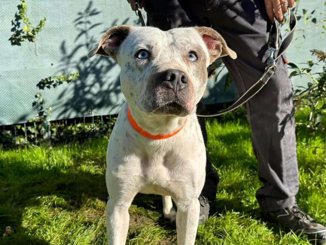 Tayson - Chien à adopter - photo 2