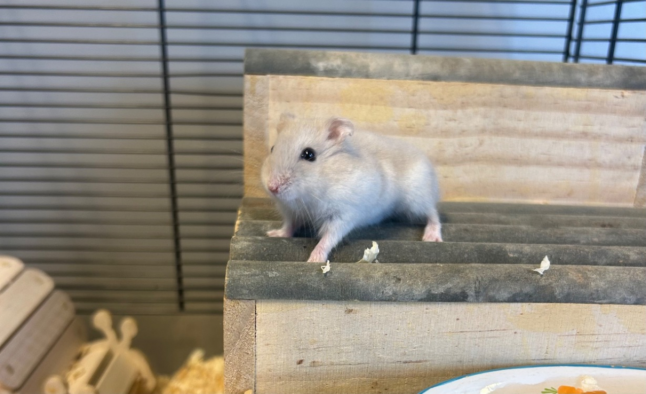 Photo #1 de Pistache