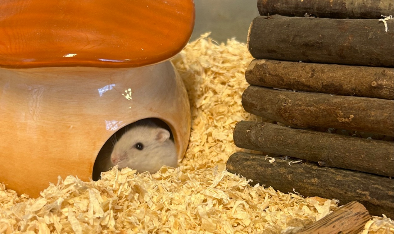 Photo #2 de Pistache