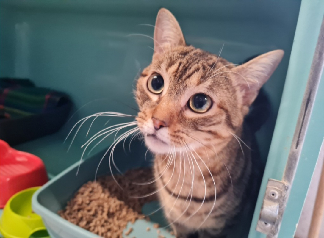 Photo #1 de Patapouf