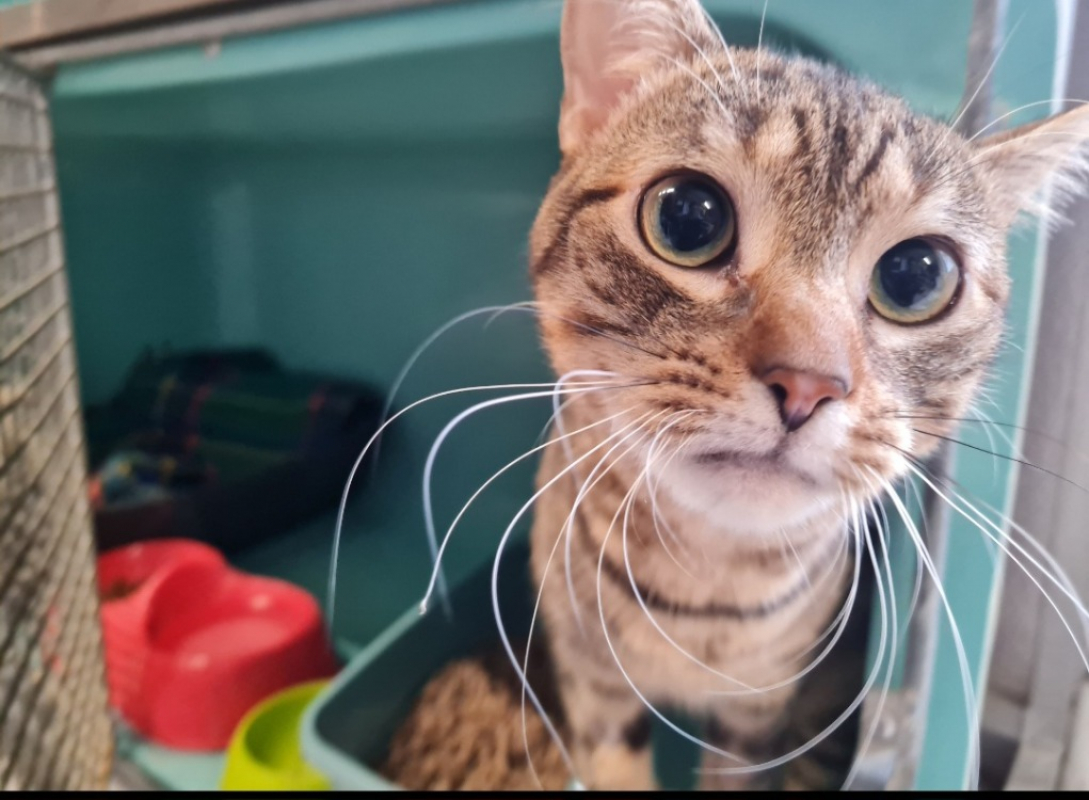 Photo #2 de Patapouf