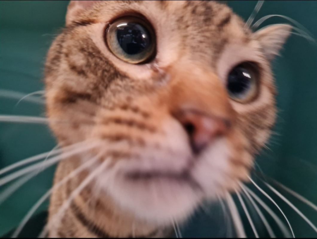 Photo #3 de Patapouf