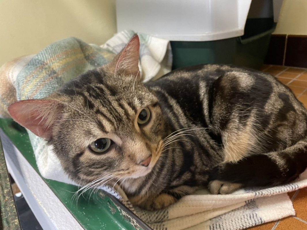 Photo #2 de Peluche promis