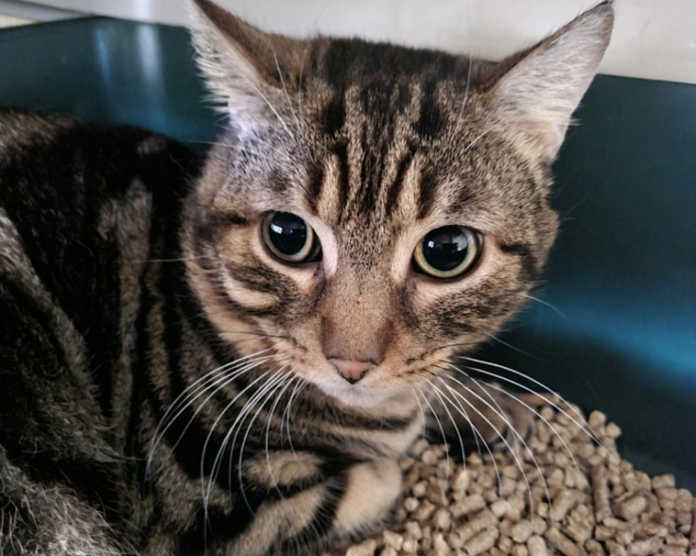 Photo #3 de Peluche promis