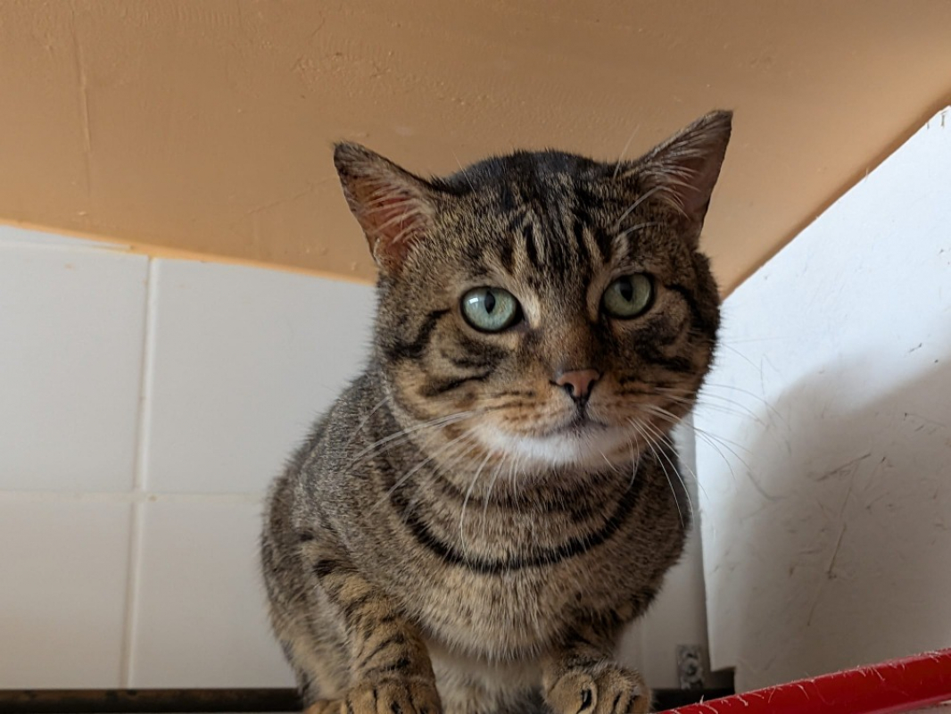 Photo #2 de Sparow / déjà promis