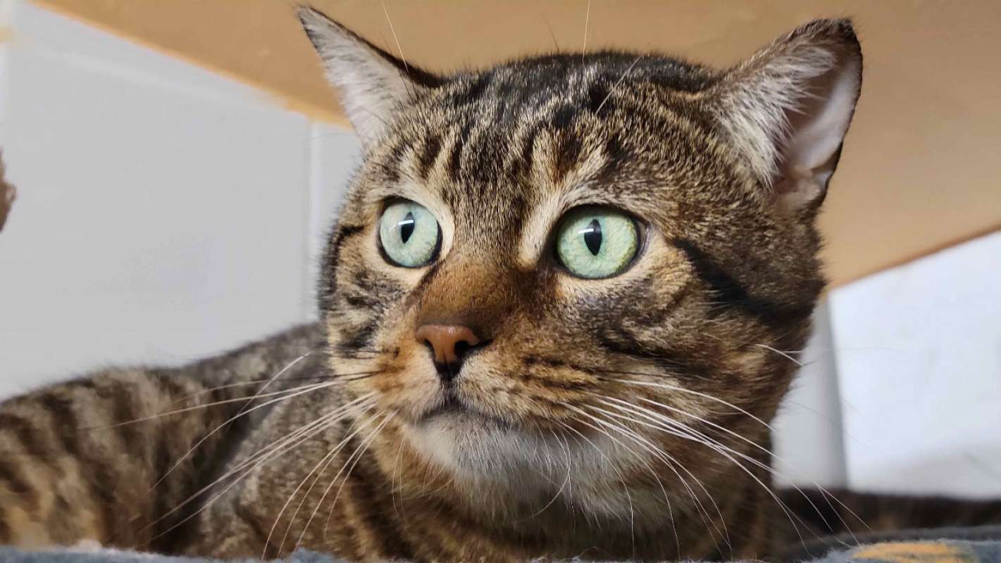 Photo #4 de Sparow / déjà promis