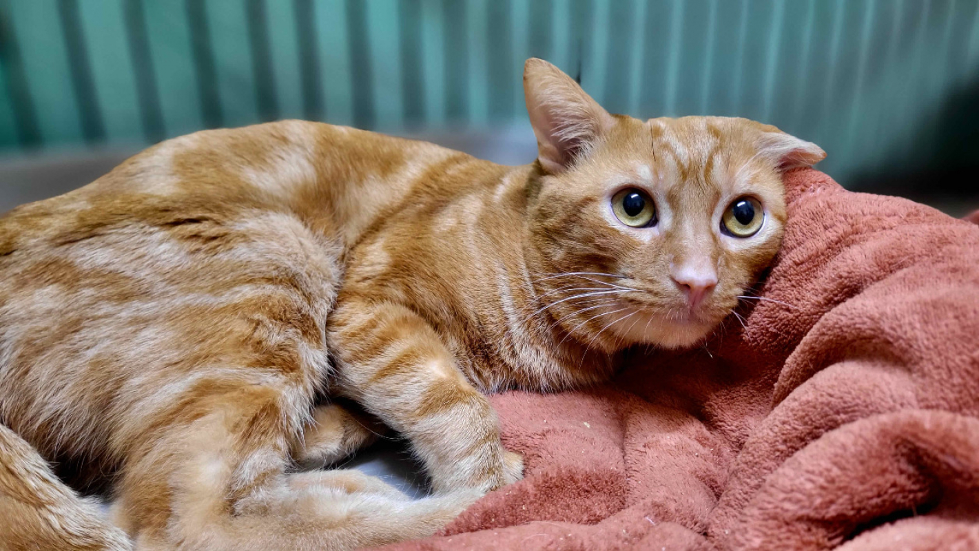 Photo #2 de Caramel / déjà promis