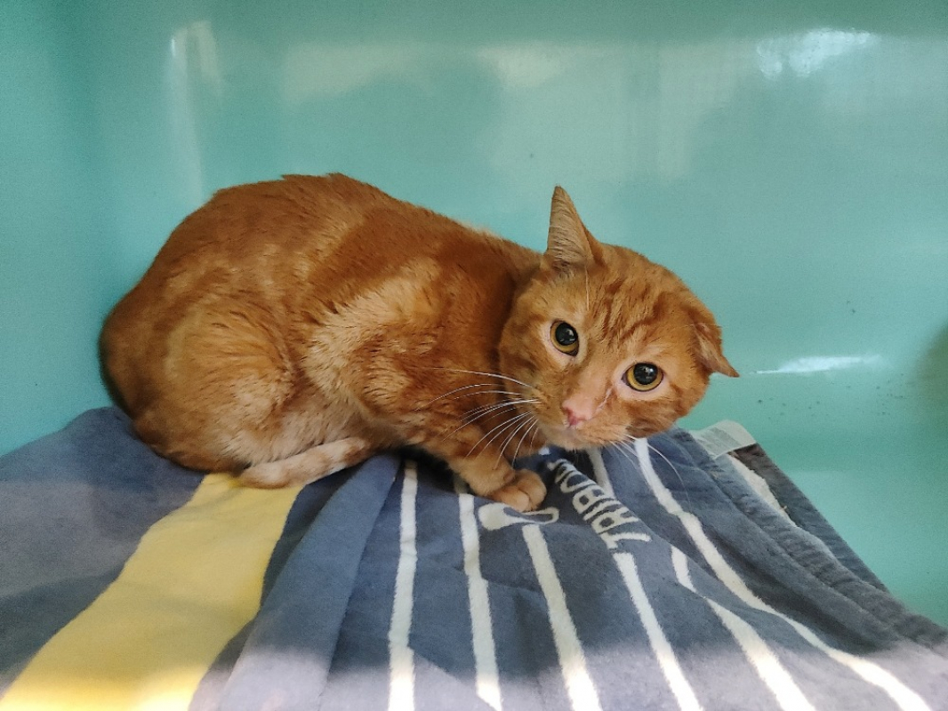 Photo #3 de Caramel / déjà promis