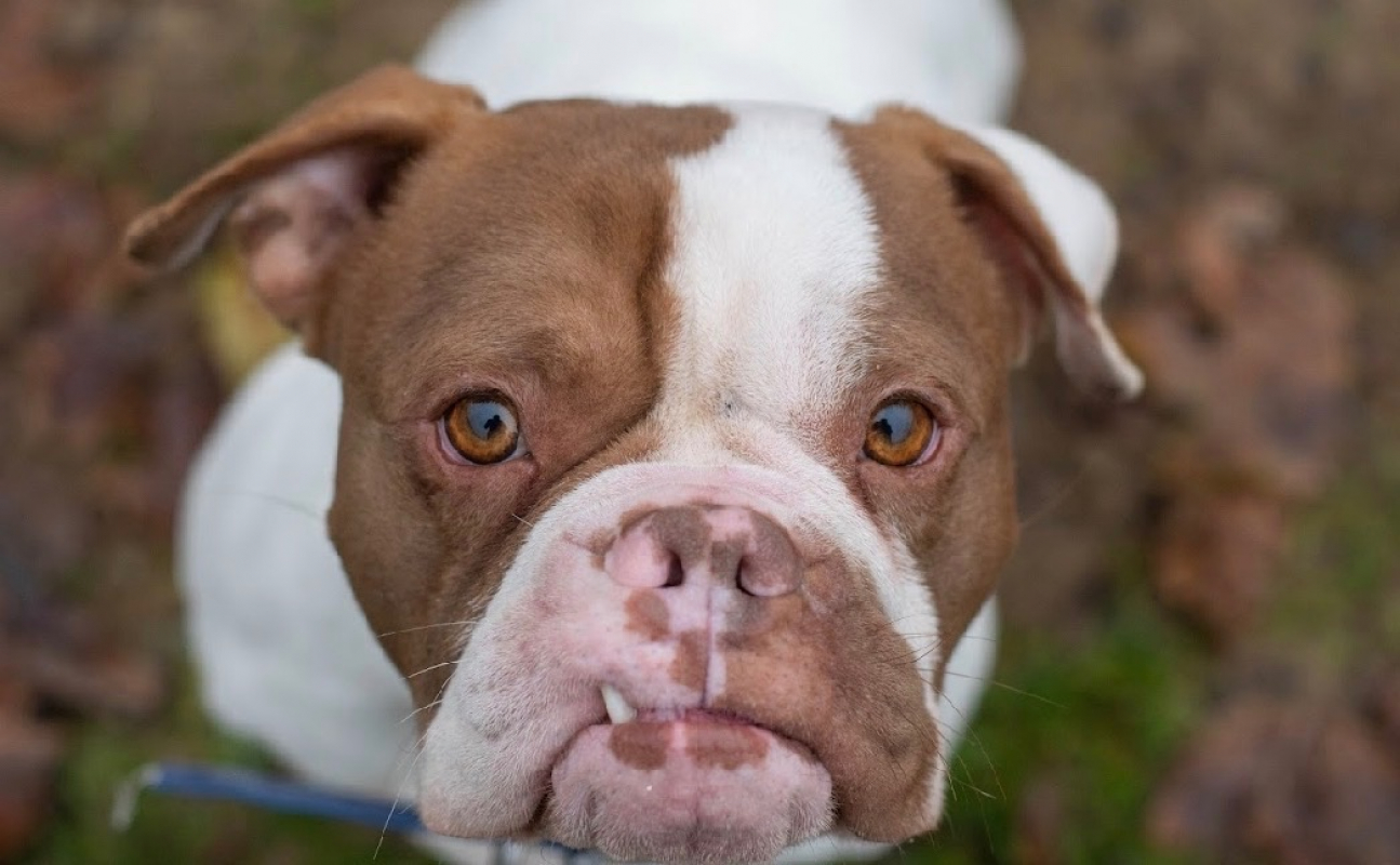 Photo #1 de Papouille