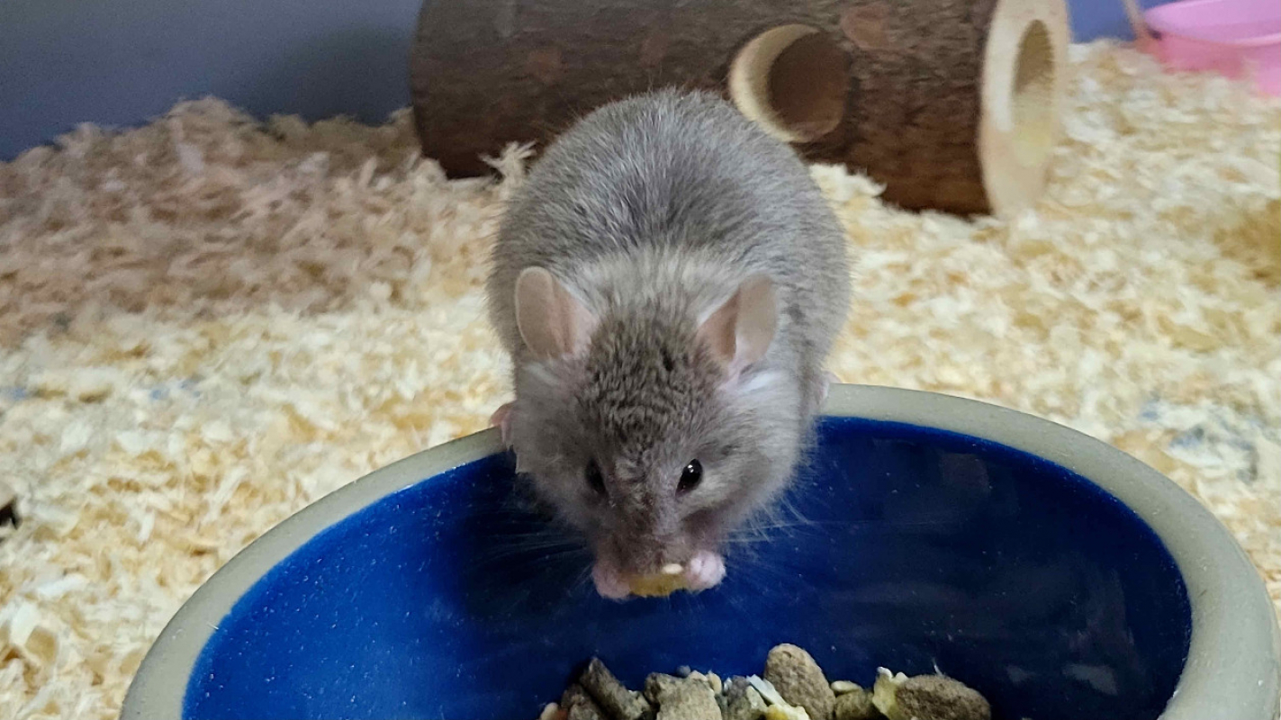 Photo #1 de Mister jingle