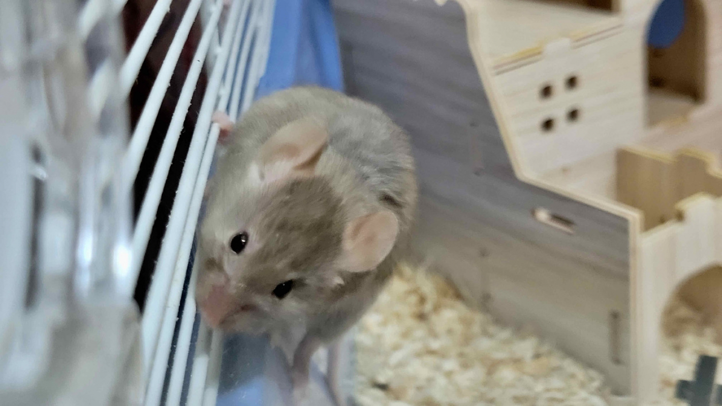 Photo #2 de Mister jingle