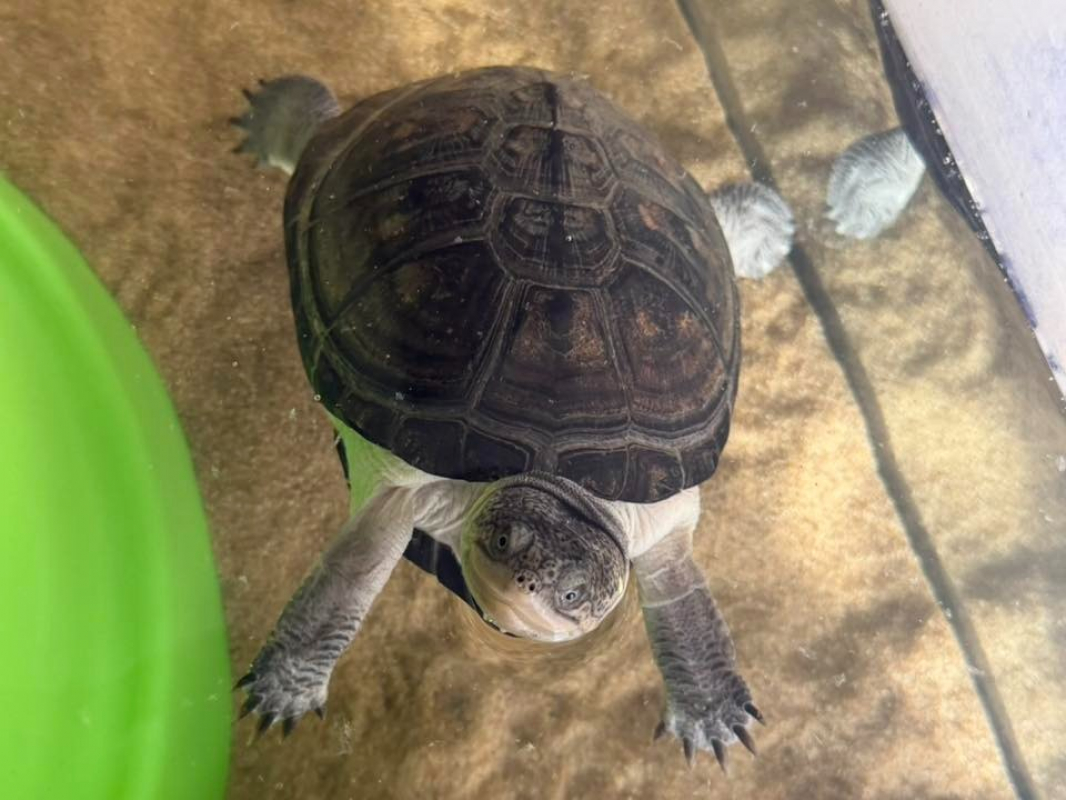 Photo #1 de Raphaelo