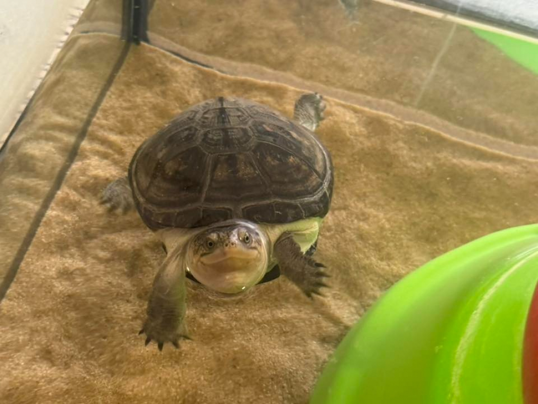 Photo #2 de Raphaelo