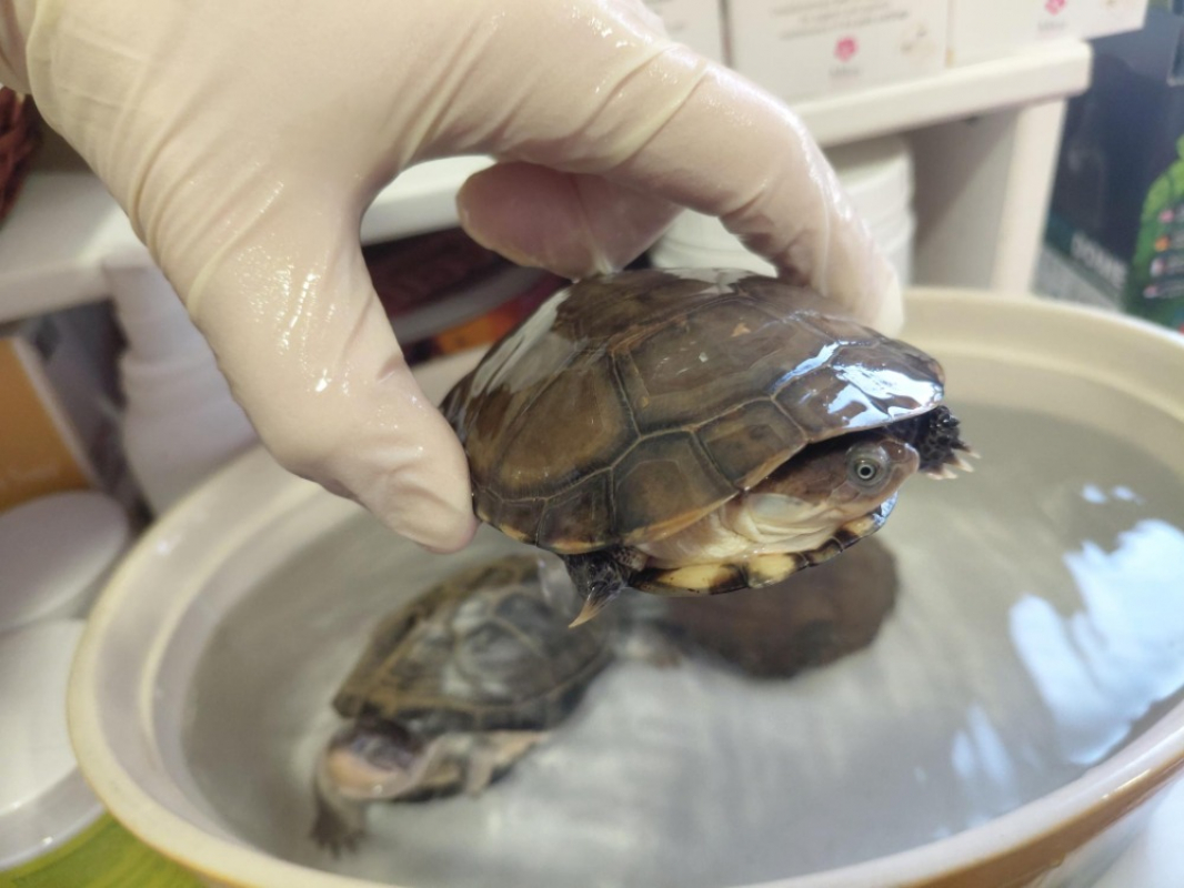 Photo de Michelangelo