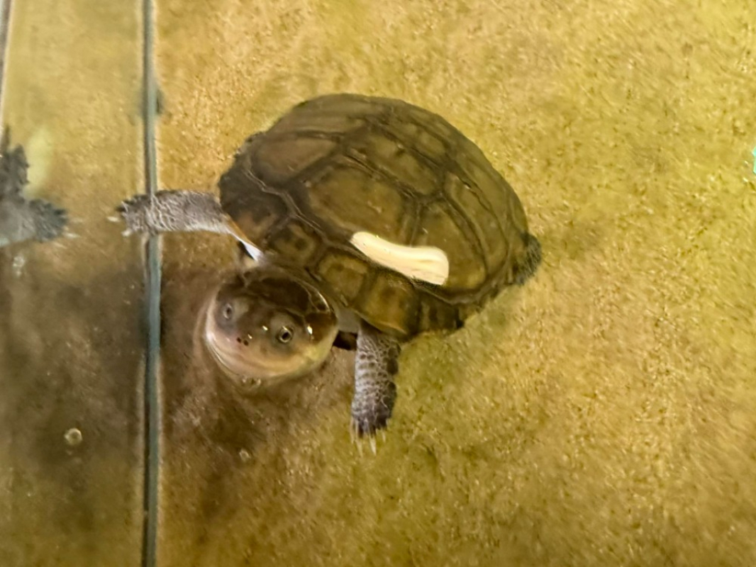 Photo de Michelangelo