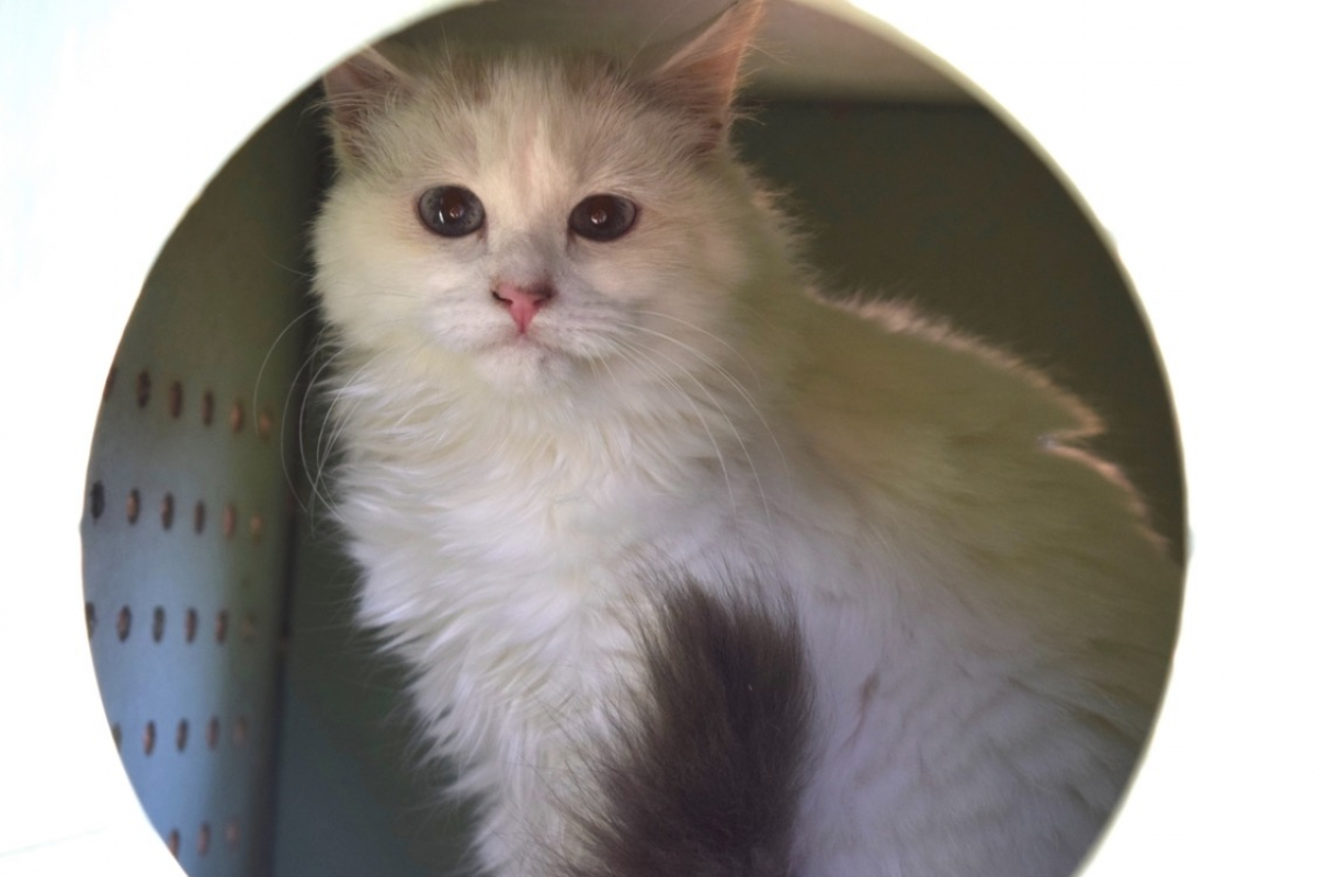 Photo #1 de Loki