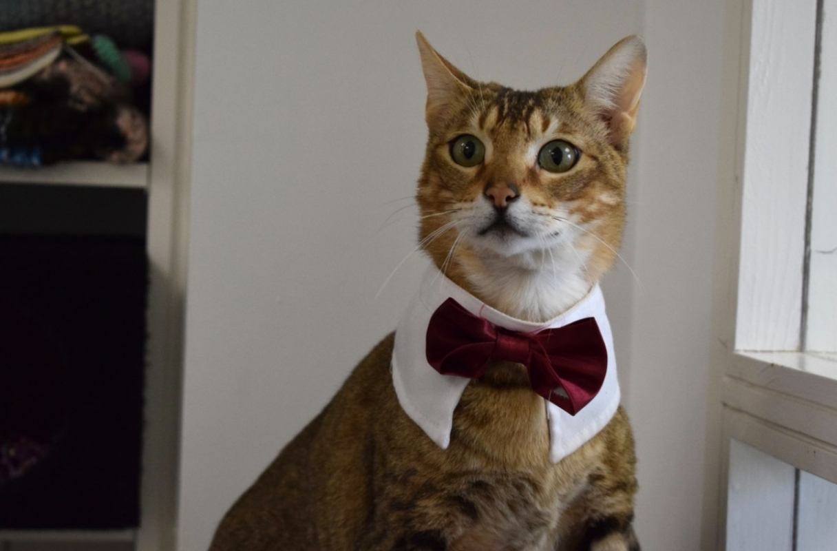 Photo #1 de Samourai