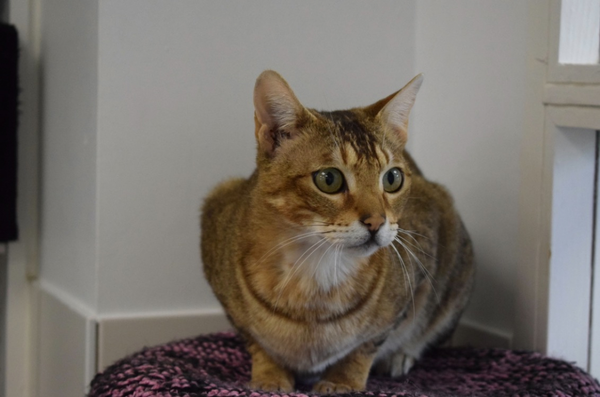 Photo #2 de Samourai