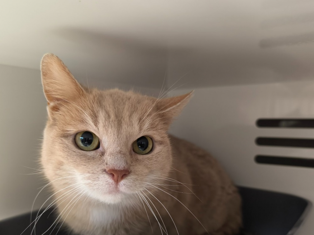 Photo de Peluche réservé