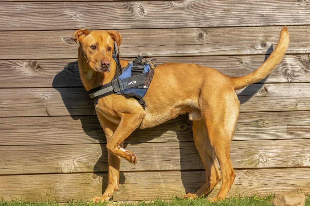 Photo #1 de Martchello