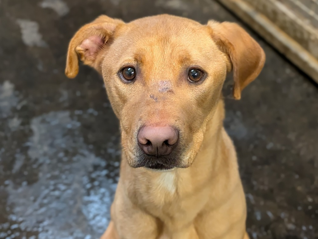 Photo #2 de Martchello