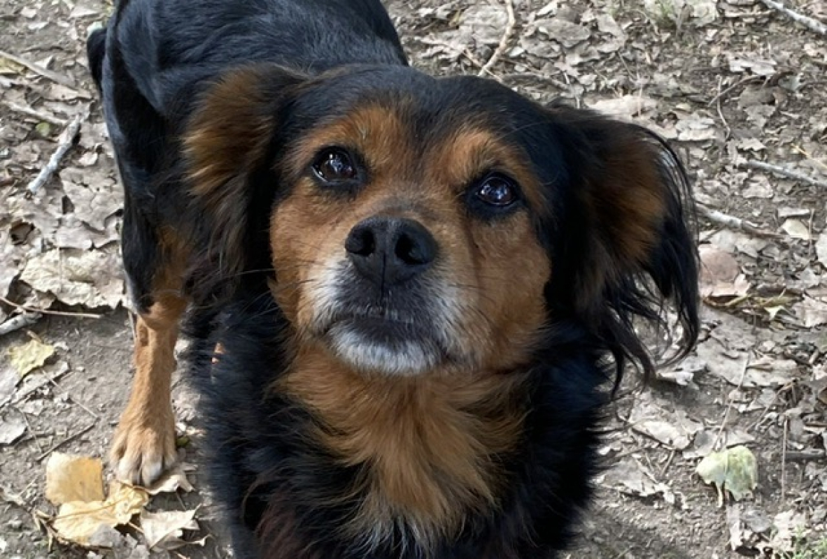 Photo #1 de Simba