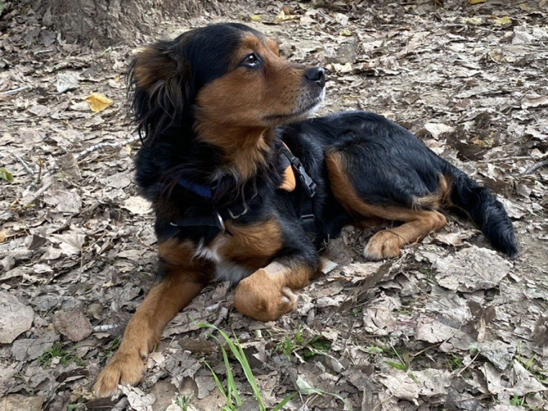 Photo #3 de Simba