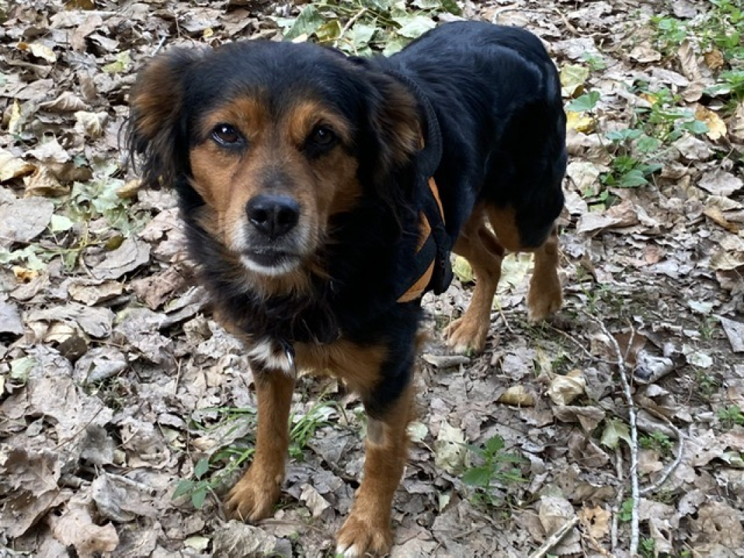 Photo #4 de Simba