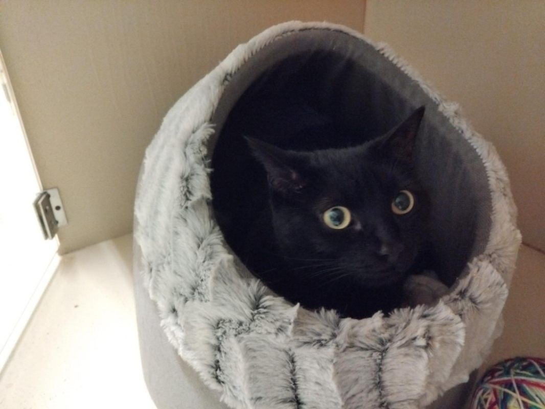 Photo #1 de Bagheera