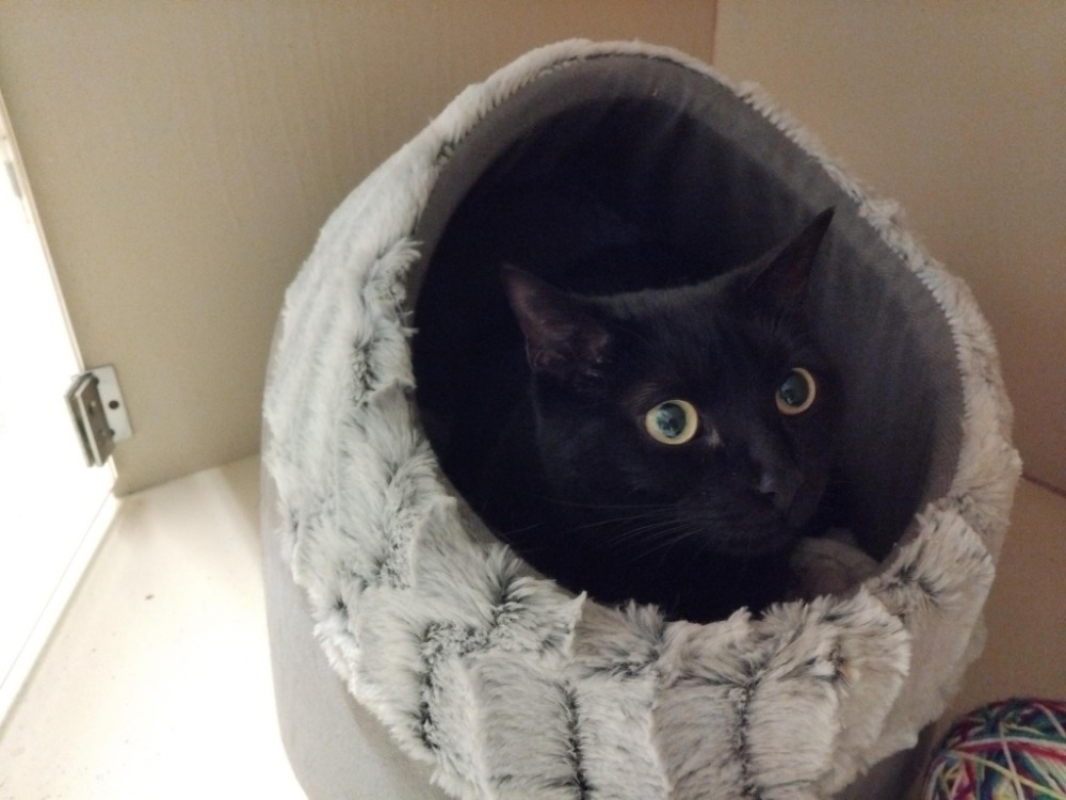 Photo #3 de Bagheera