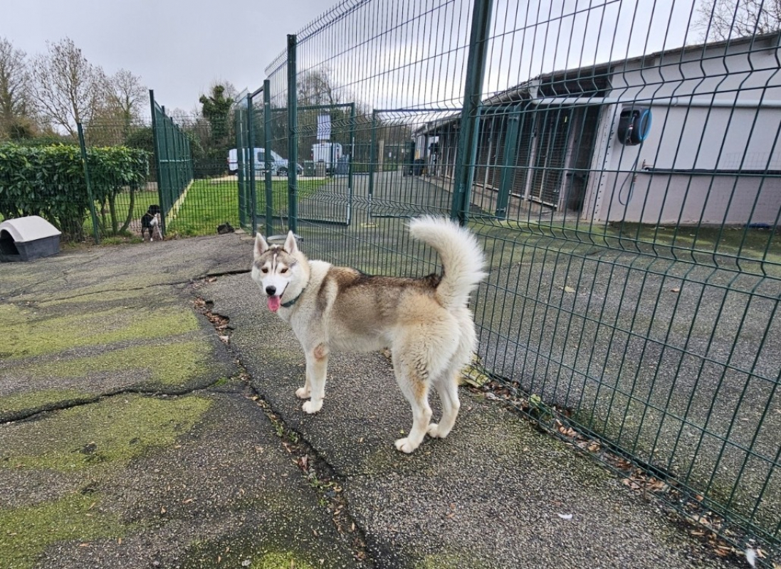 Photo #1 de Wolfy