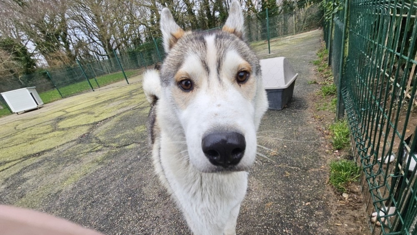 Photo #2 de Wolfy