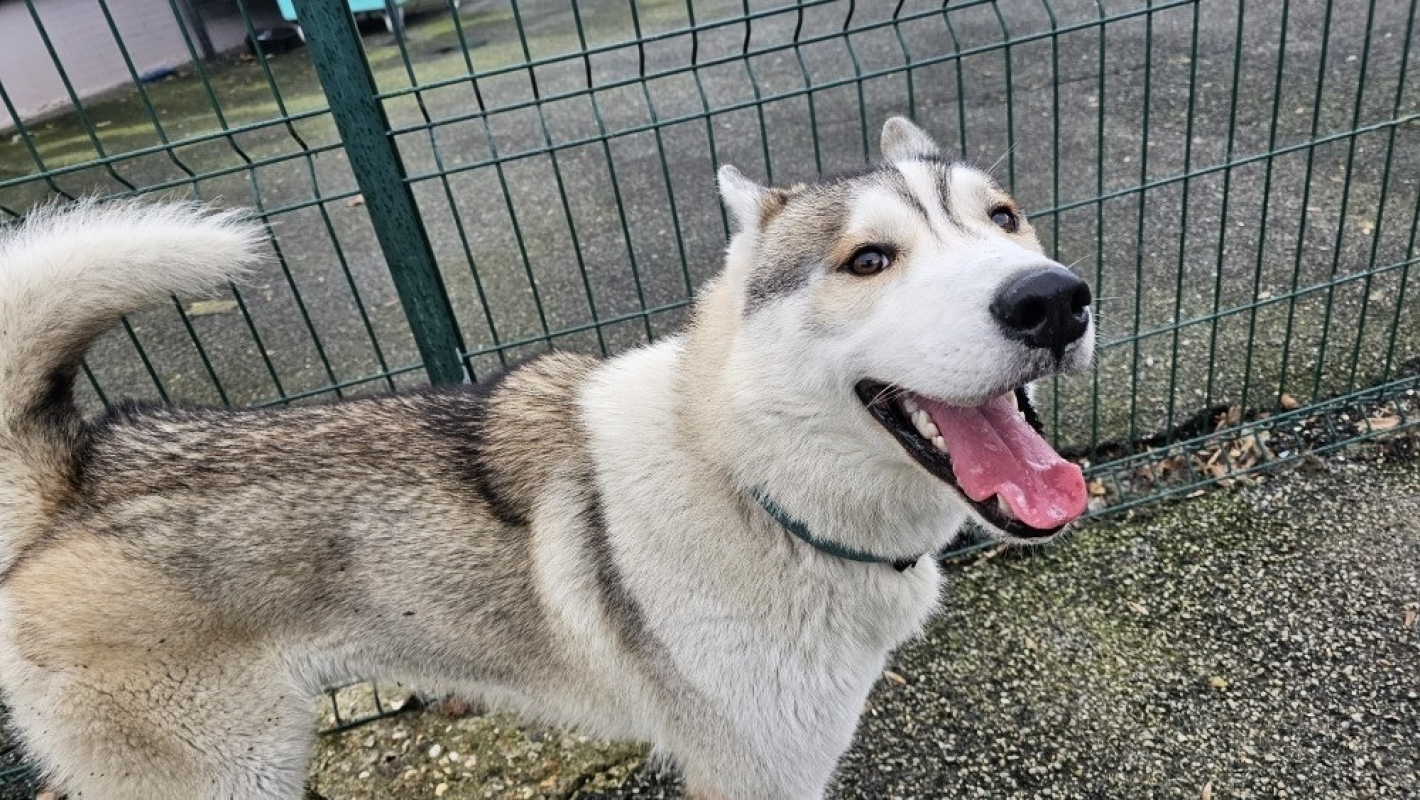 Photo #3 de Wolfy