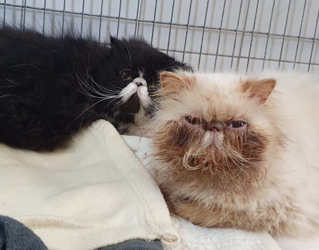 Photo #1 de Sylvestre