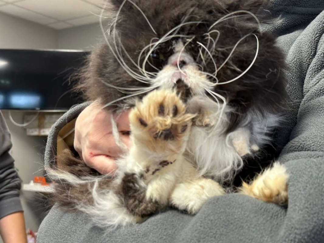 Photo #2 de Sylvestre