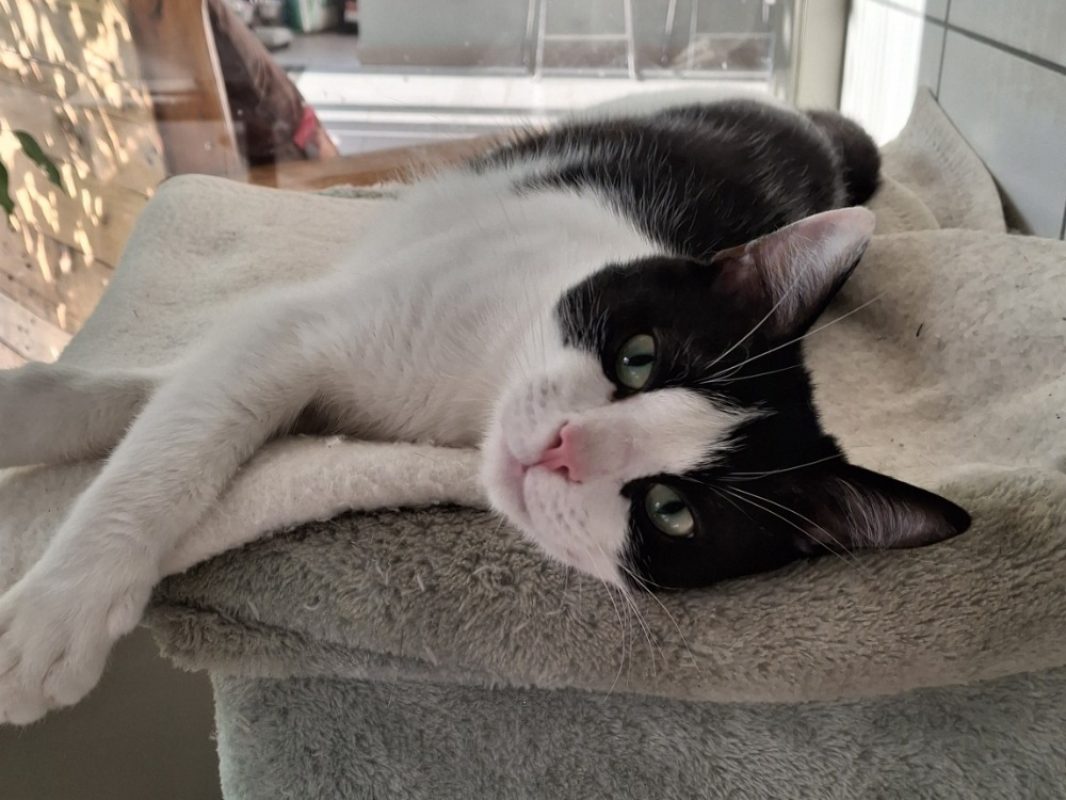 Tifou - Chat Européen à adopter