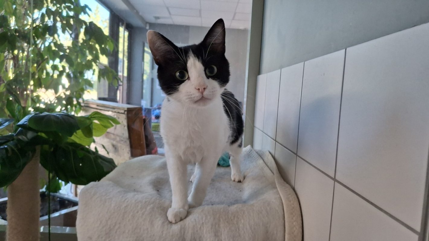 Tifou - Chat Européen à adopter - photo 2