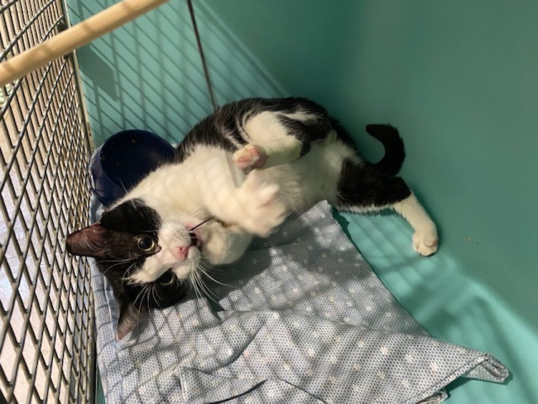Tifou - Chat Européen à adopter - photo 3