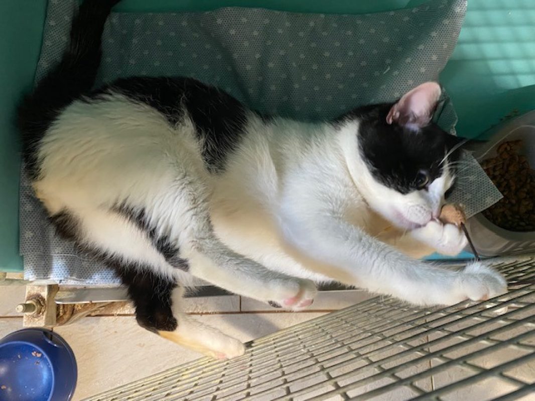 Tifou - Chat Européen à adopter - photo 4