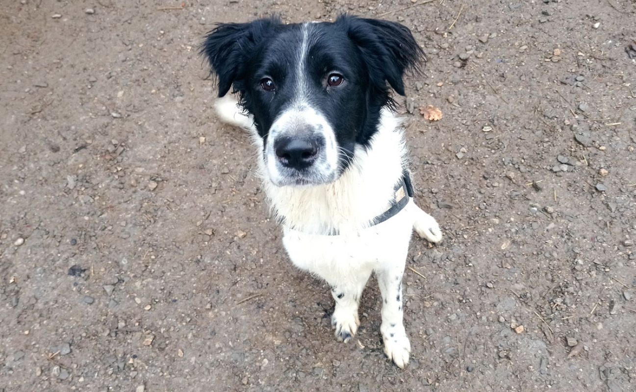 Photo #2 de Cailloux