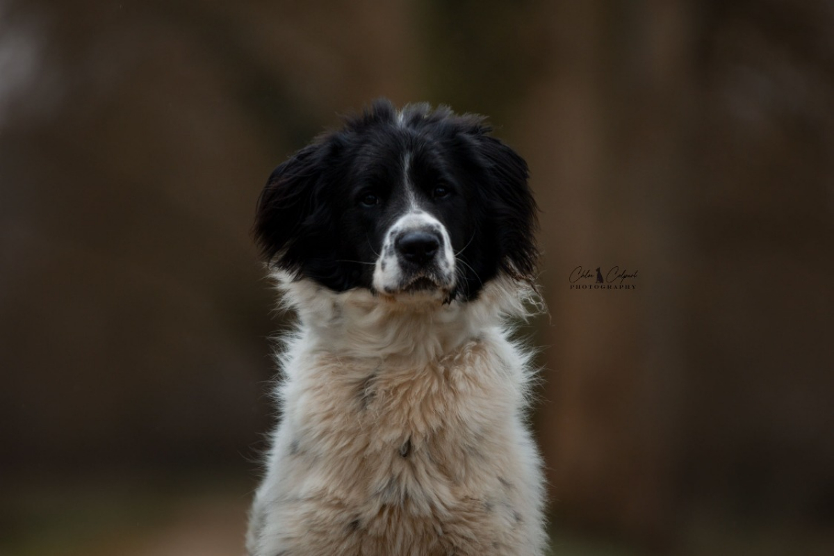 Photo #1 de Cailloux