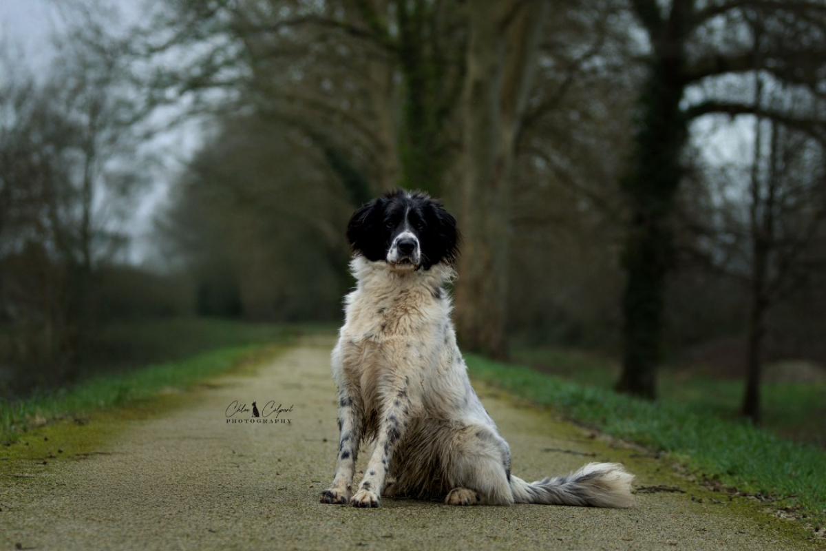 Photo #2 de Cailloux