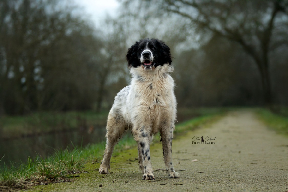 Photo #3 de Cailloux