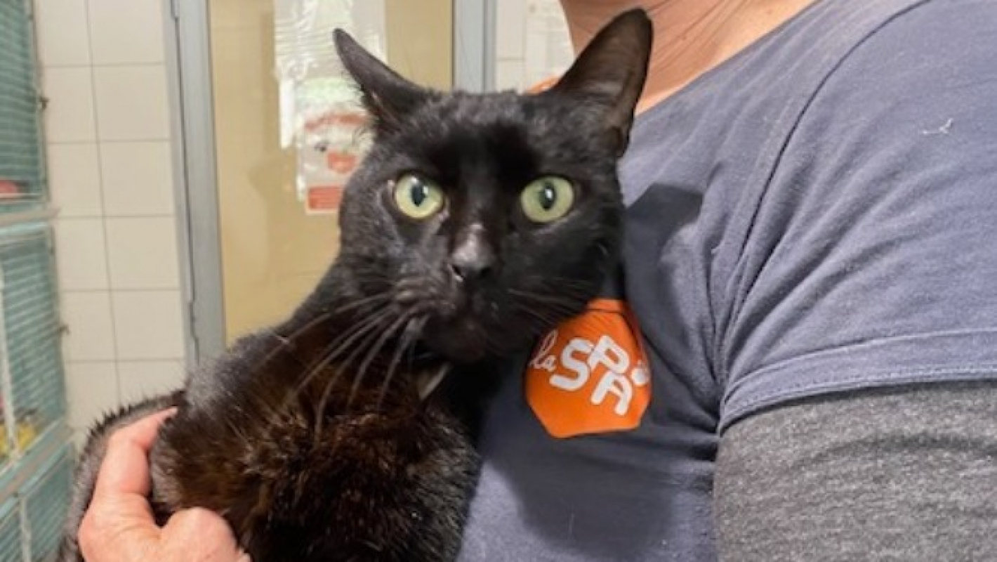 Photo #2 de Zoro réservé