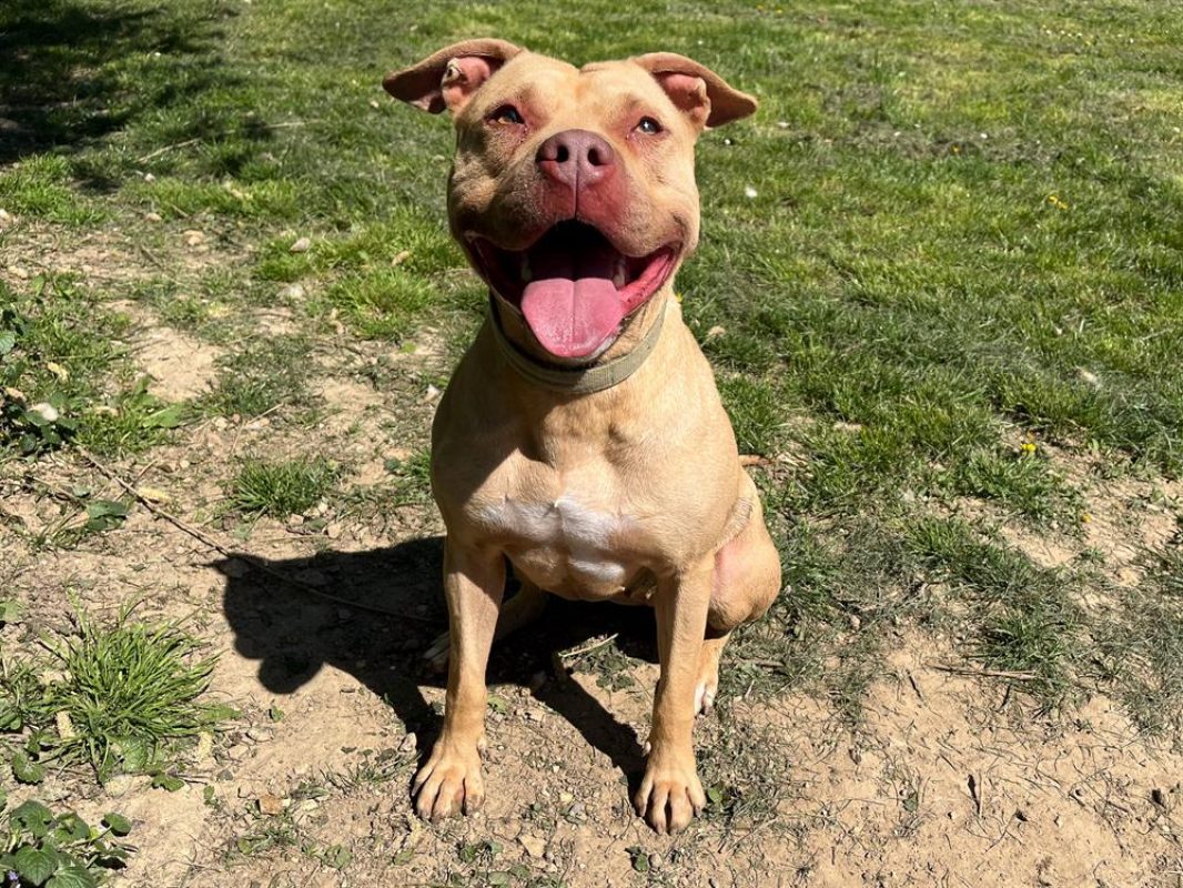 Mala - Chien à adopter