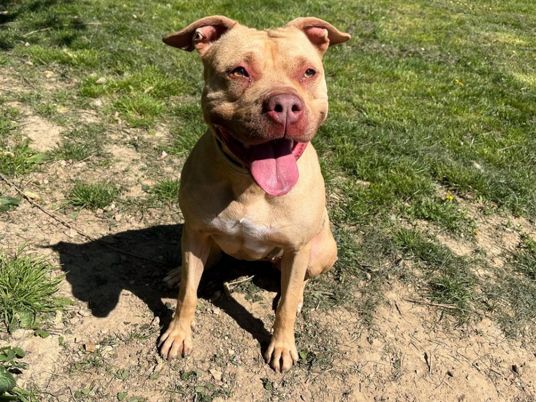 Mala - Chien à adopter - photo 2