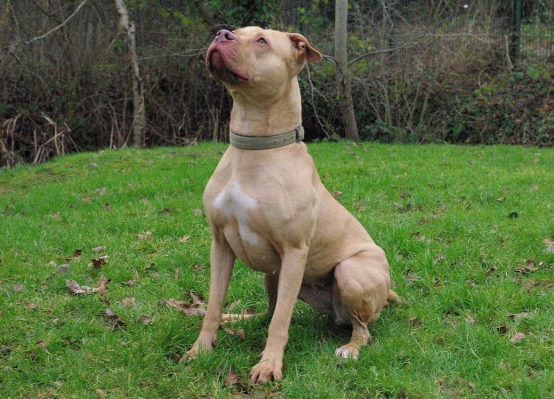 Mala - Chien à adopter - photo 3