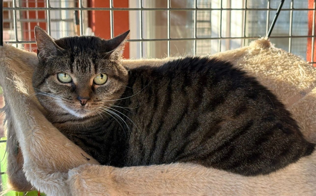 Benin - Chat Européen à adopter