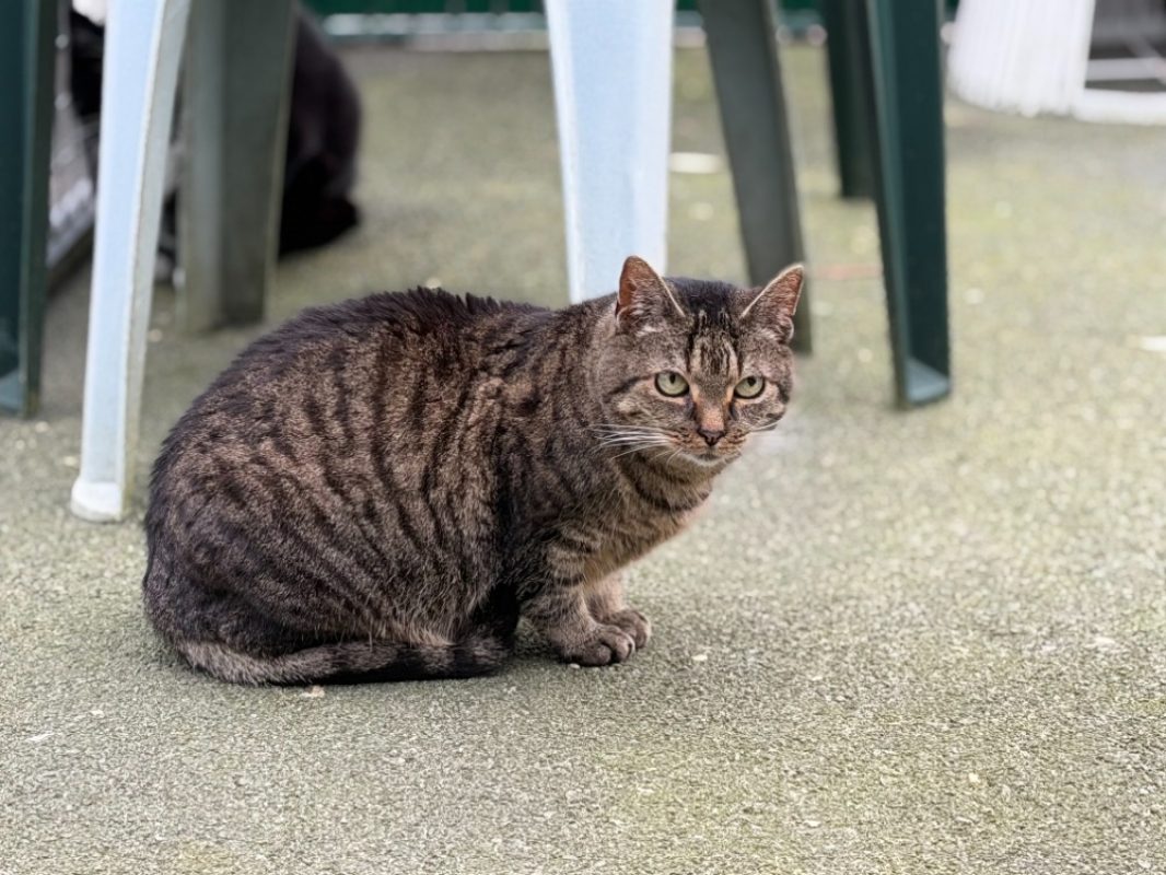 Benin - Chat Européen à adopter - photo 2