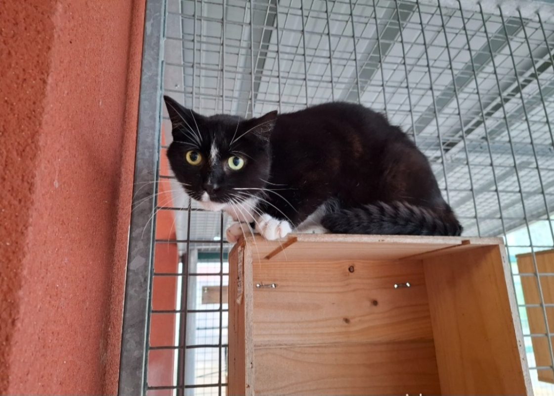 Kenya - Chat Européen à adopter